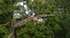 Golden Eagle
