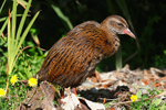 Weka portfolio