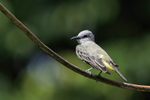 Tropical Kingbird, San...