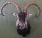 BOWLING GREDOS IBEX