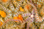 Ophiothrix fragilis