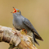 Cuckoo (male) swallowing caterpillar, Scotland