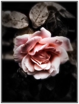 Fragility_of_Love