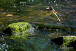 Grey Wagtail rock hopping!