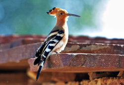 Hoopoe at Ramathra, Rajasthan