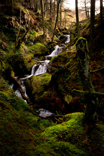 Early morning sunlight breaks through at the top of Tholt-y-Will glen.