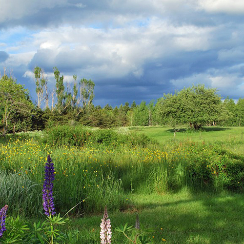 A meadow and field come alive in late spring.