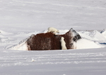 Polarbearcubs 2