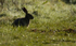 Brown Hare ref bh 7