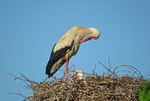 White Storks