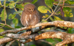 Collared Owlet