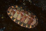 Tonicella marmorea