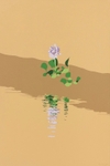 Aguapé / Water Hyacinth