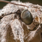 The oak hawk (Marumba quercus ) 