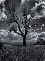 Black Tree.