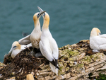 Gannets