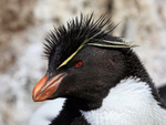 Rockhopper Penguin portrait, West Point Island, Falklands