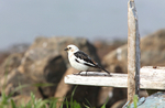 Snow Bunting