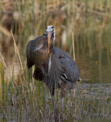 Great Blue Heron _0038