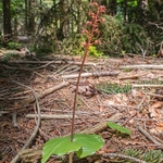 Lesser twayblade (Neottia cordata  also Listera cordata)
