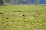 Black Grouse