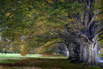 Kingston Lacy Trees 01