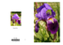 001  Bearded Iris
