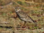 Woodlark