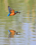Reflection of low-flying Kingfisher with fish at Otmoor