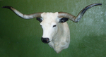 Longhorn-Nixon Livestock Comm.