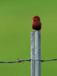 Red Avadavat portfolio