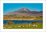 Croagh Patrick shepherd-