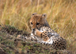 Cheetah cub