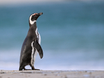 Magellanic Penguin, Leopard Beach, Carcass Island, Falklands