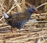 Water Rail