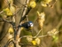 Blue Tit