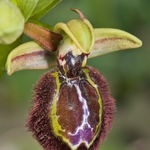 Hybrid early spider and mirror orchids (Ophrys sphegodes x O. speculum = O. x macchiatii)