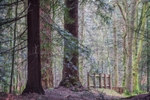 New Forest Tall Trees 10