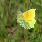Cleopatra (Gonepteryx cleopatra) M
