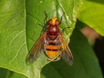 Hornet Mimic Hoverfly