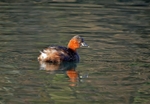 Little Grebe
