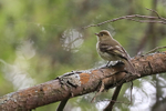 Mountain Elaenia, Prusia Sector, Irazu Volcano, Costa Rica