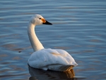 Bewick's Swan
