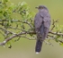 Female Cuckoo