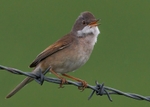 Whitethroat