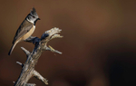 CRESTED TIT 20