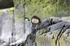 Dipper
