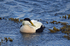 Eider