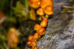 Sulphur Tuft Fungi - DSC_1893