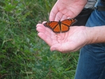 Monarch butterfly (Cape May, USA)